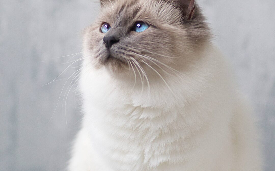 Choupette Lagerfeld… ou quand certains vivent dans la quatrième dimension