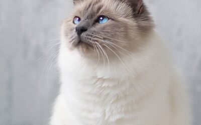 Choupette Lagerfeld… ou quand certains vivent dans la quatrième dimension