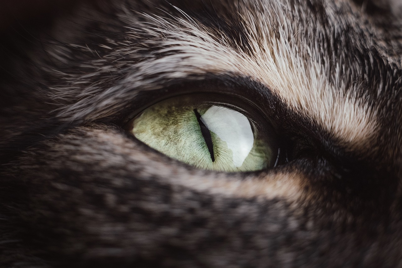 Le chat est nyctalope : il voit dans le noir.